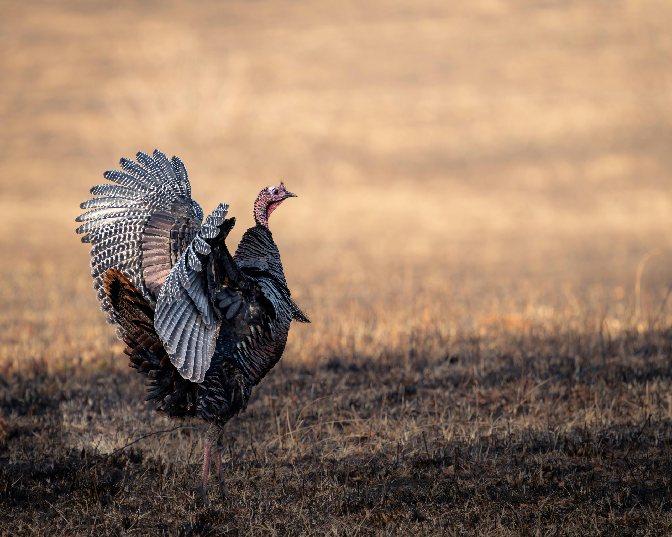 Sélection et entretien des vérins de coffre